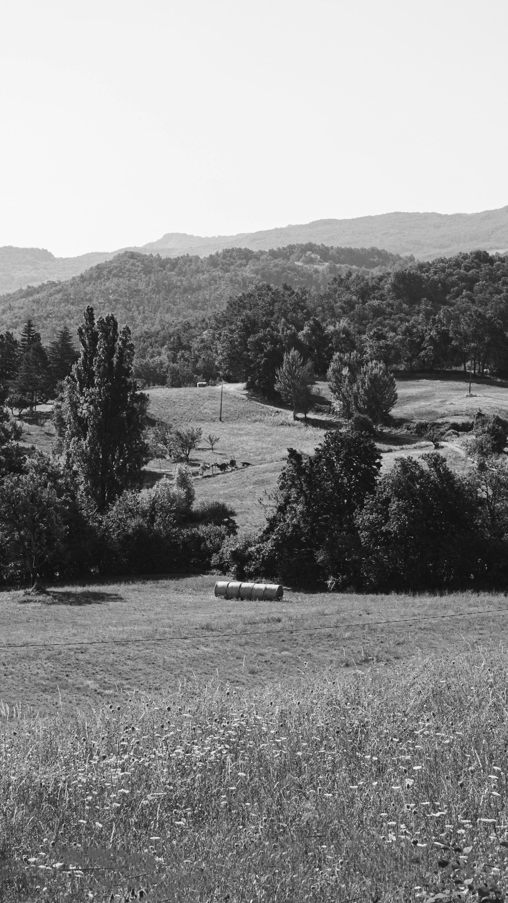 a black and white photo of a grassy field