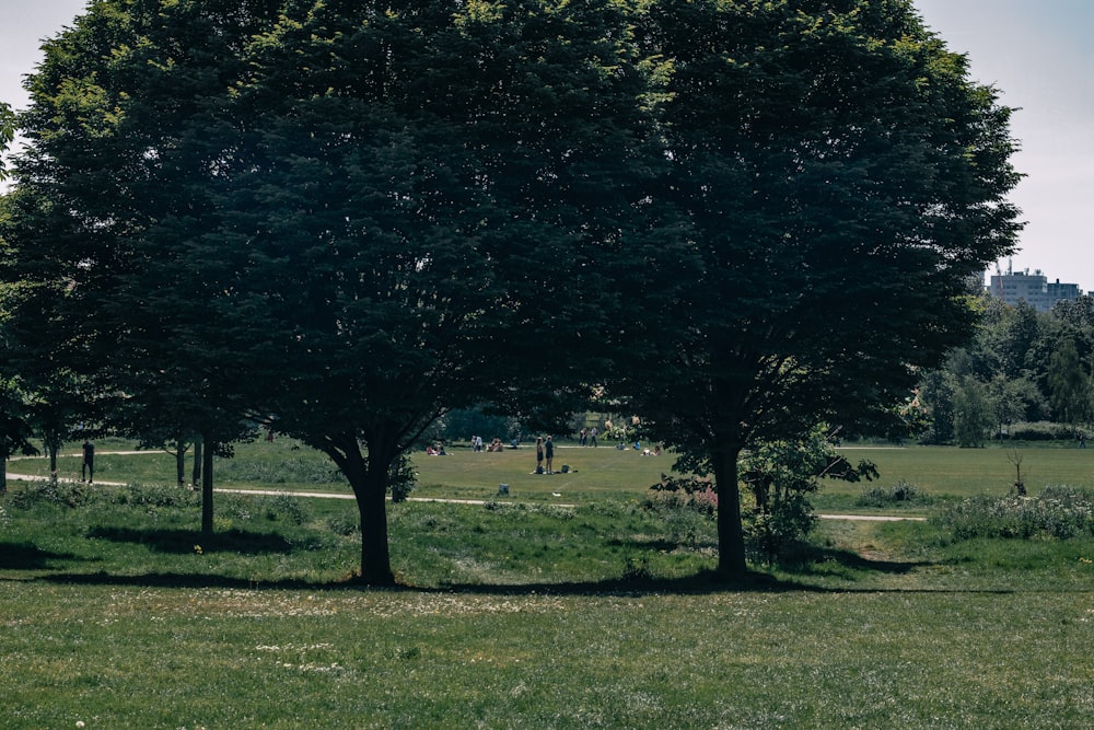 a couple of trees that are in the grass