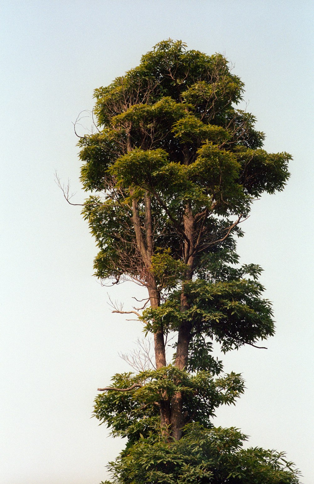 a cow standing in a field next to a tall tree