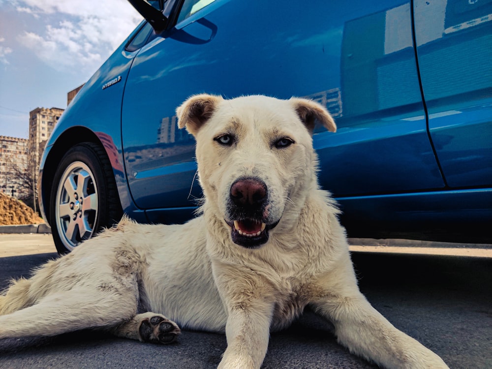 a large white dog laying next to a blue car