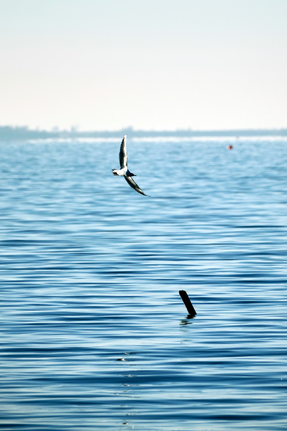 two birds flying over a body of water