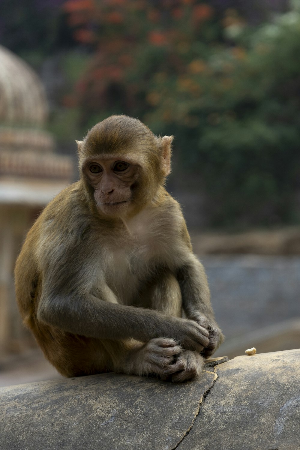 a monkey sitting on top of a large rock