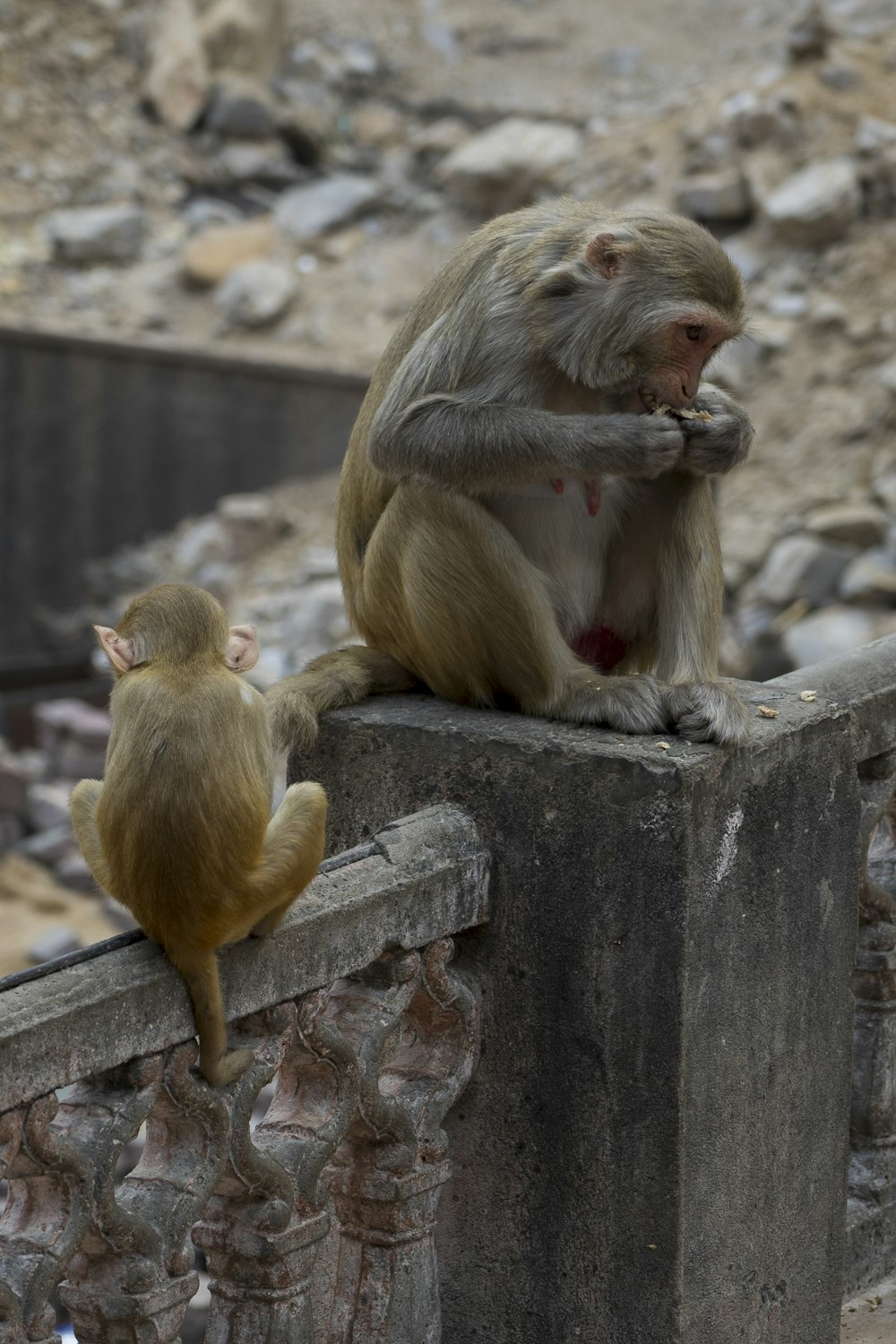 a couple of monkeys sitting on top of a stone wall