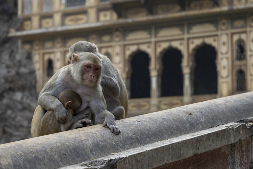 a monkey sitting on top of a stone wall