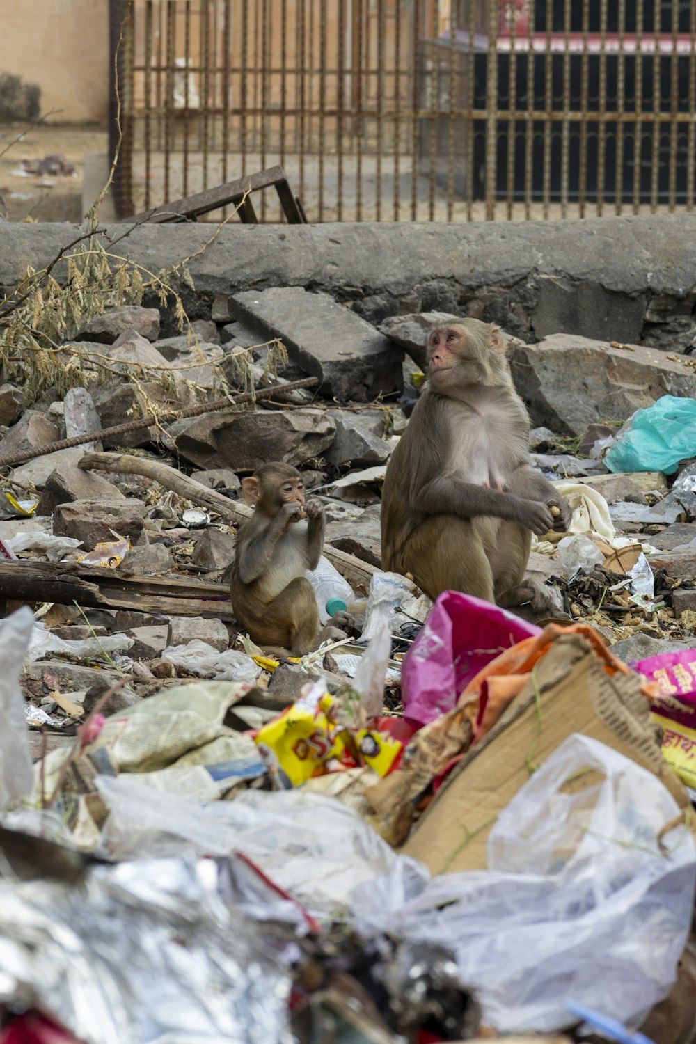 a monkey sitting on top of a pile of trash