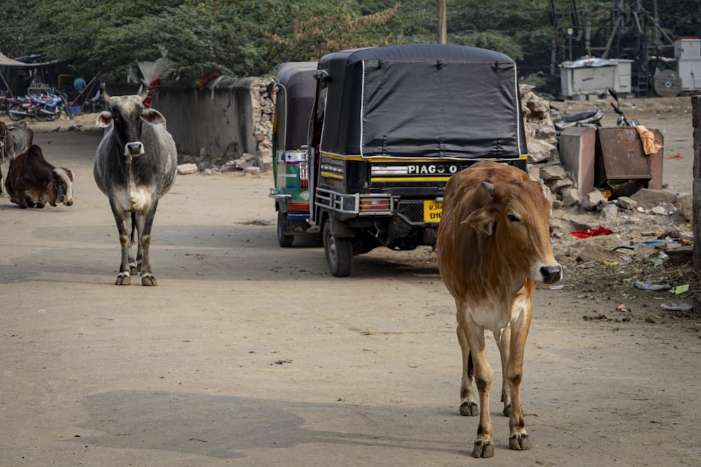 a couple of cows walking down a dirt road