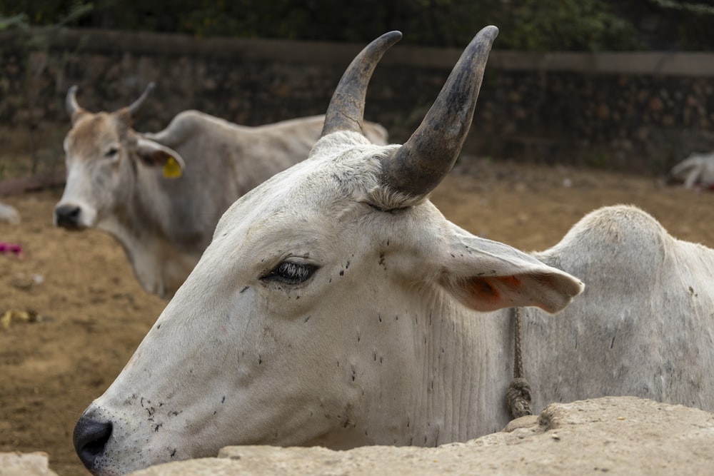 a couple of white cows standing on top of a dirt field