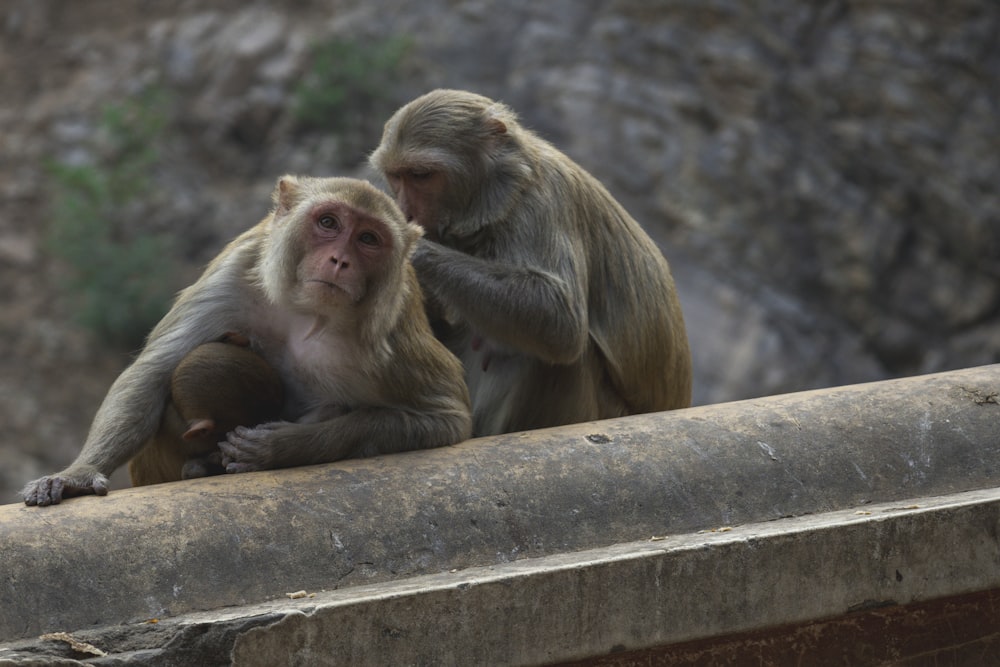 a couple of monkeys sitting on top of a cement wall