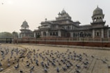 a flock of birds standing in front of a building