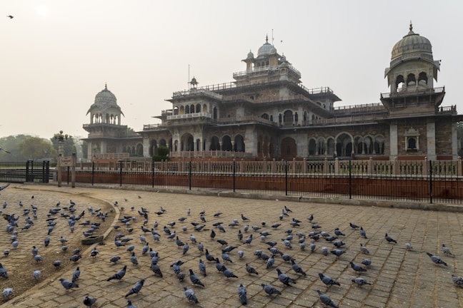 a flock of birds standing in front of a building