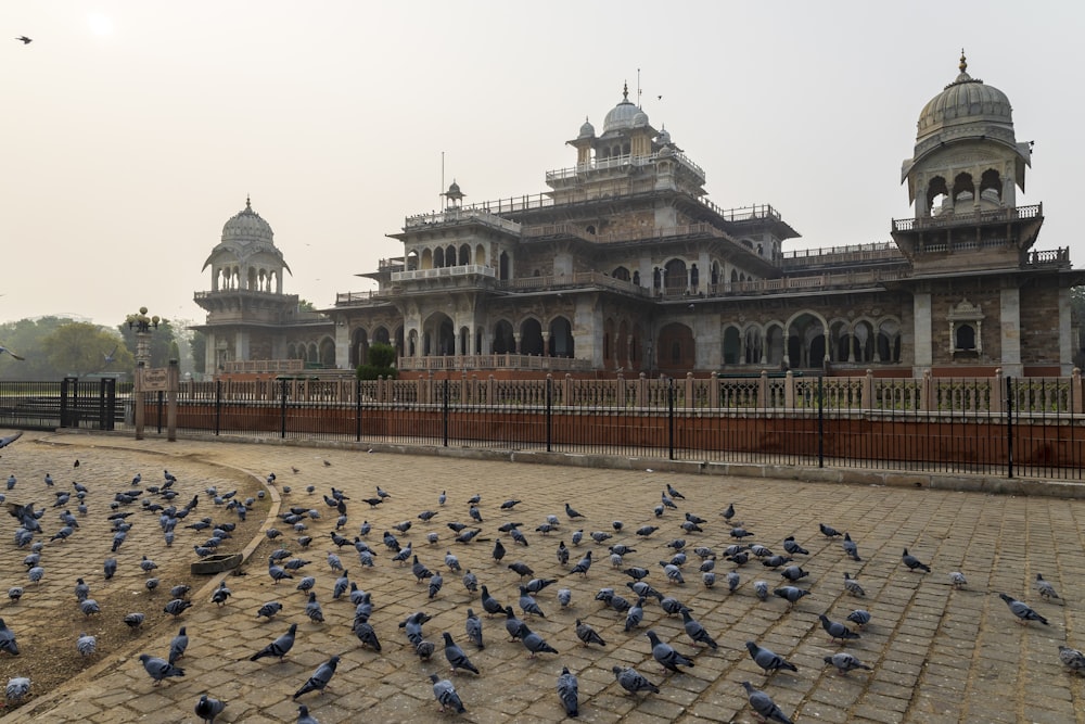 a flock of birds standing in front of a building