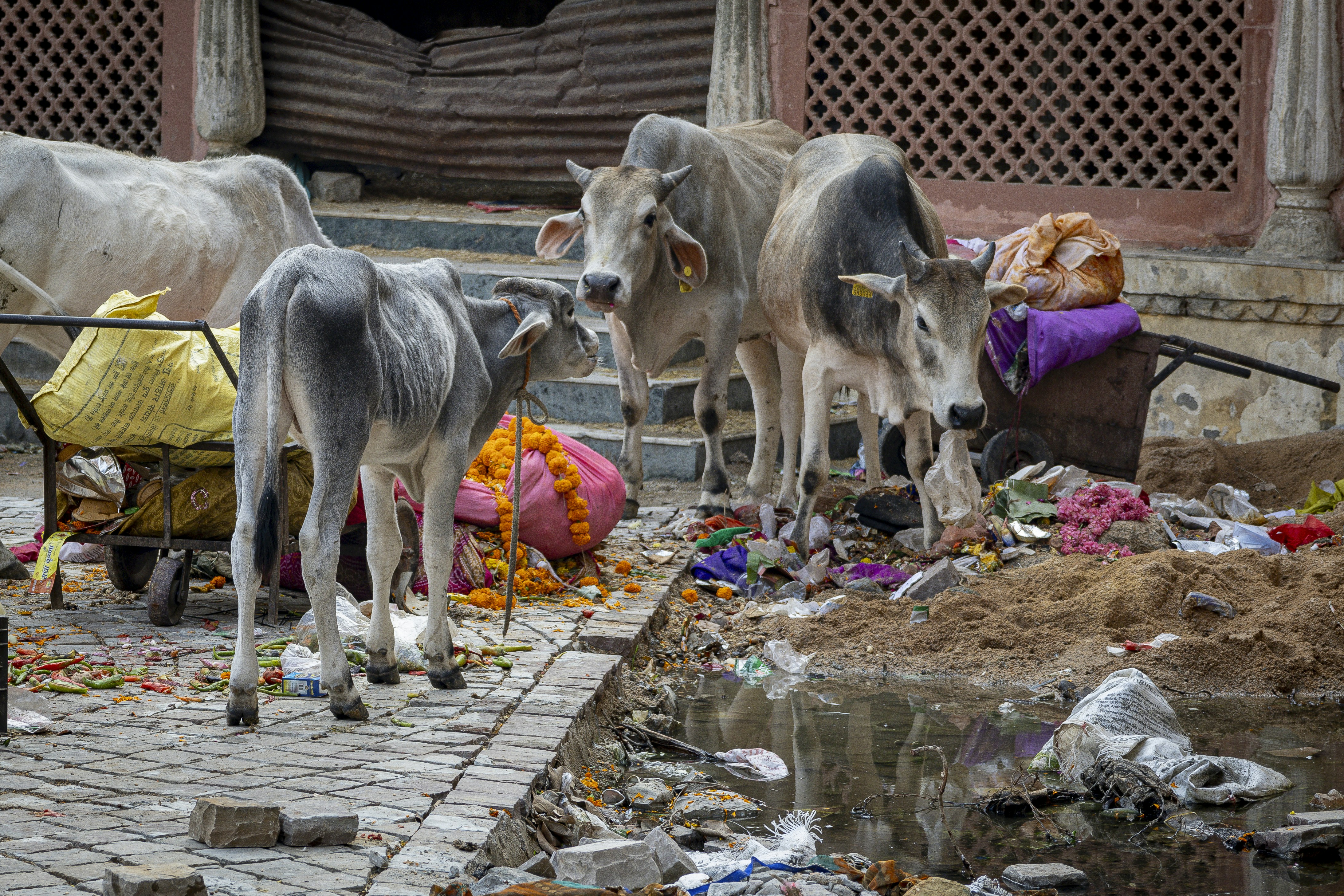 a group of cows standing next to a pile of trash