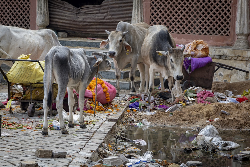 a group of cows standing next to a pile of trash