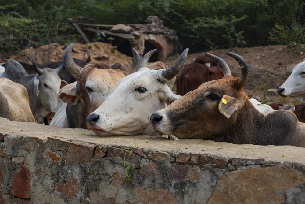 a herd of cattle standing on top of a stone wall