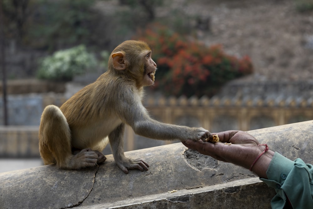 a monkey sitting on a ledge reaching out to a person's hand