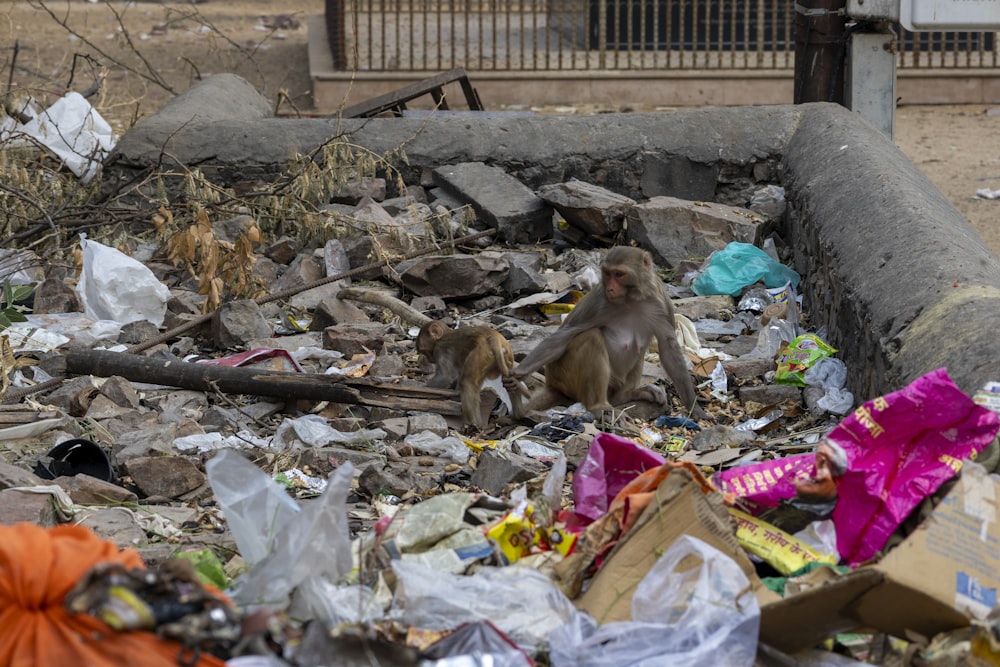 a monkey sitting on top of a pile of trash