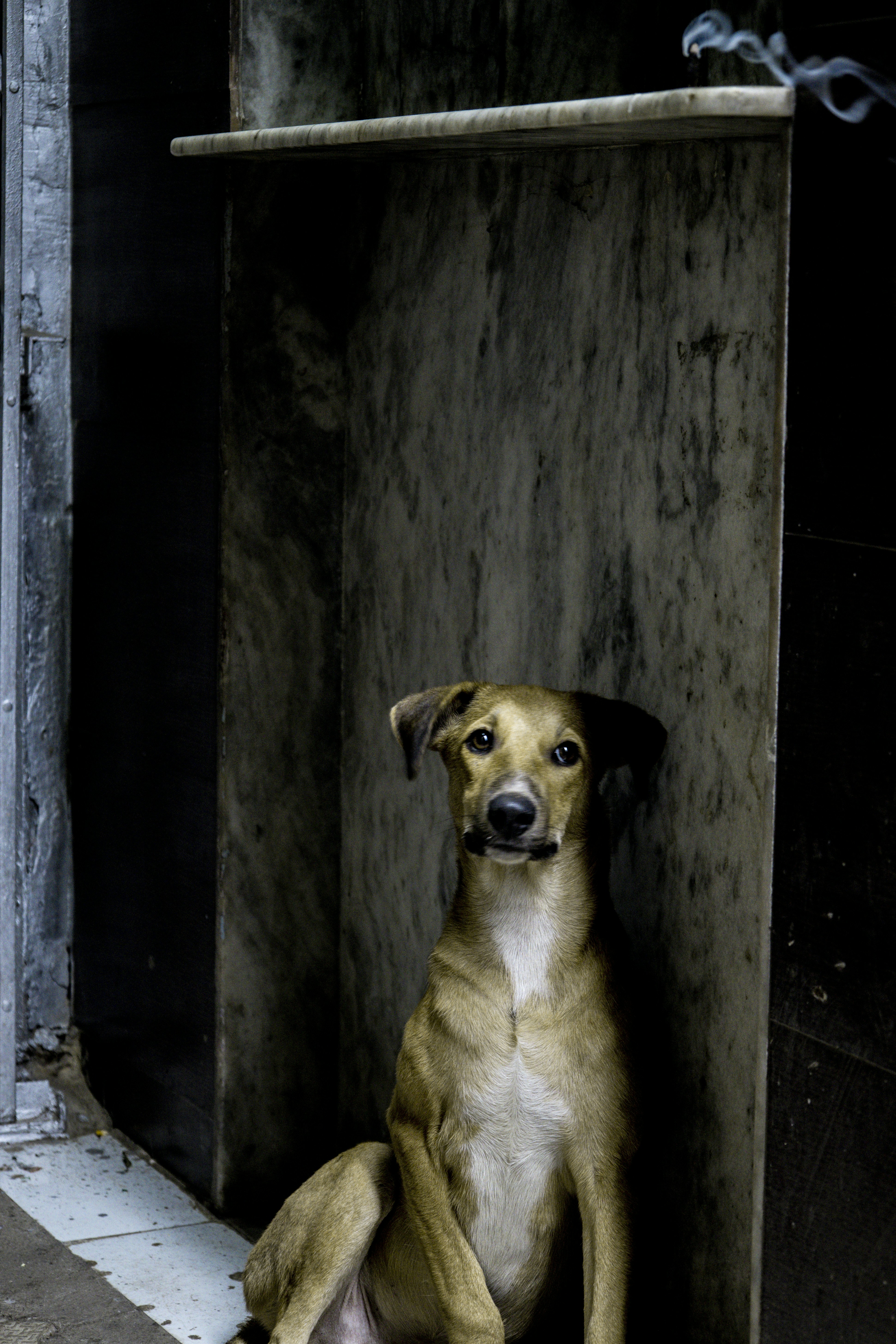 a brown dog sitting in a wooden box