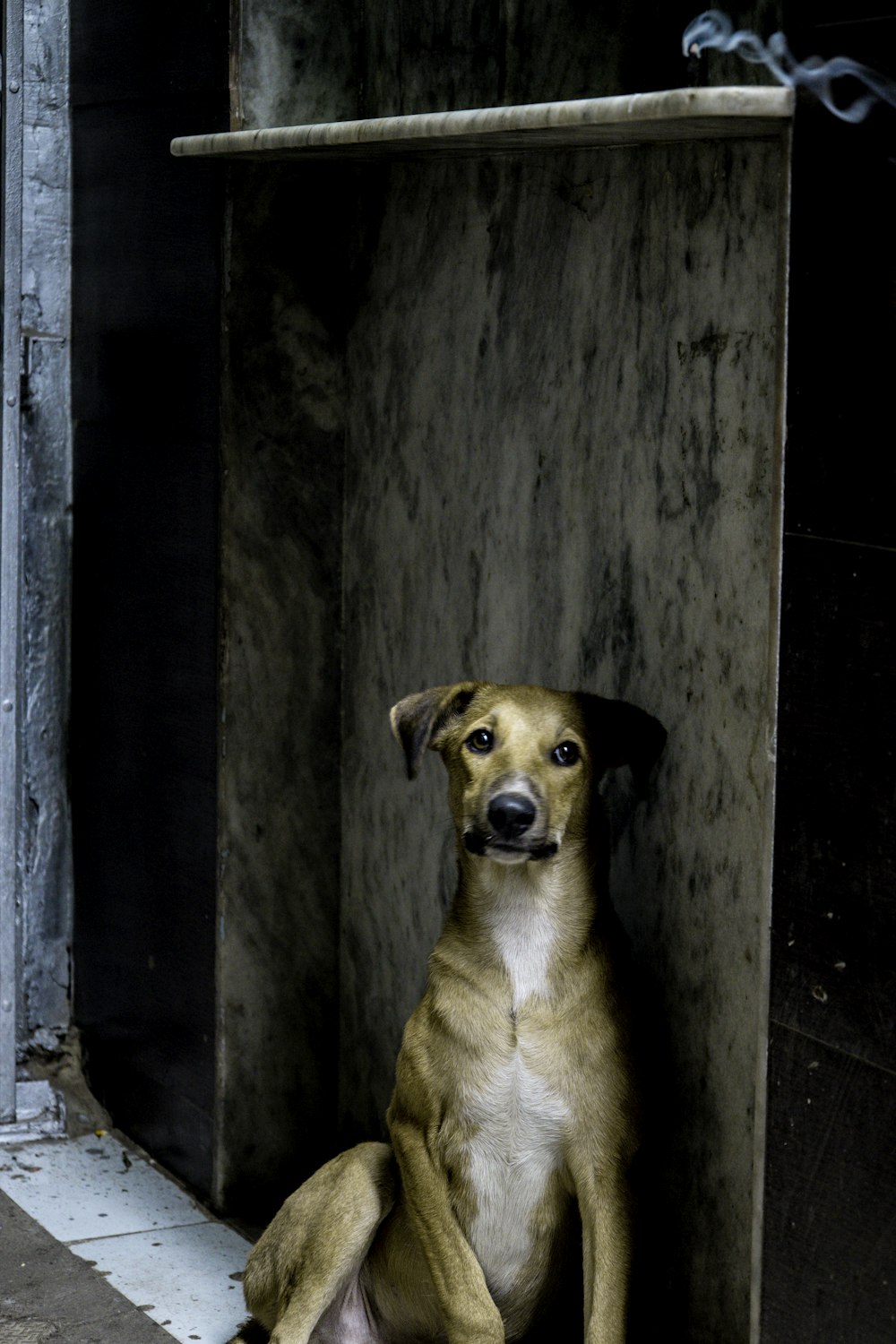 a brown dog sitting in a wooden box