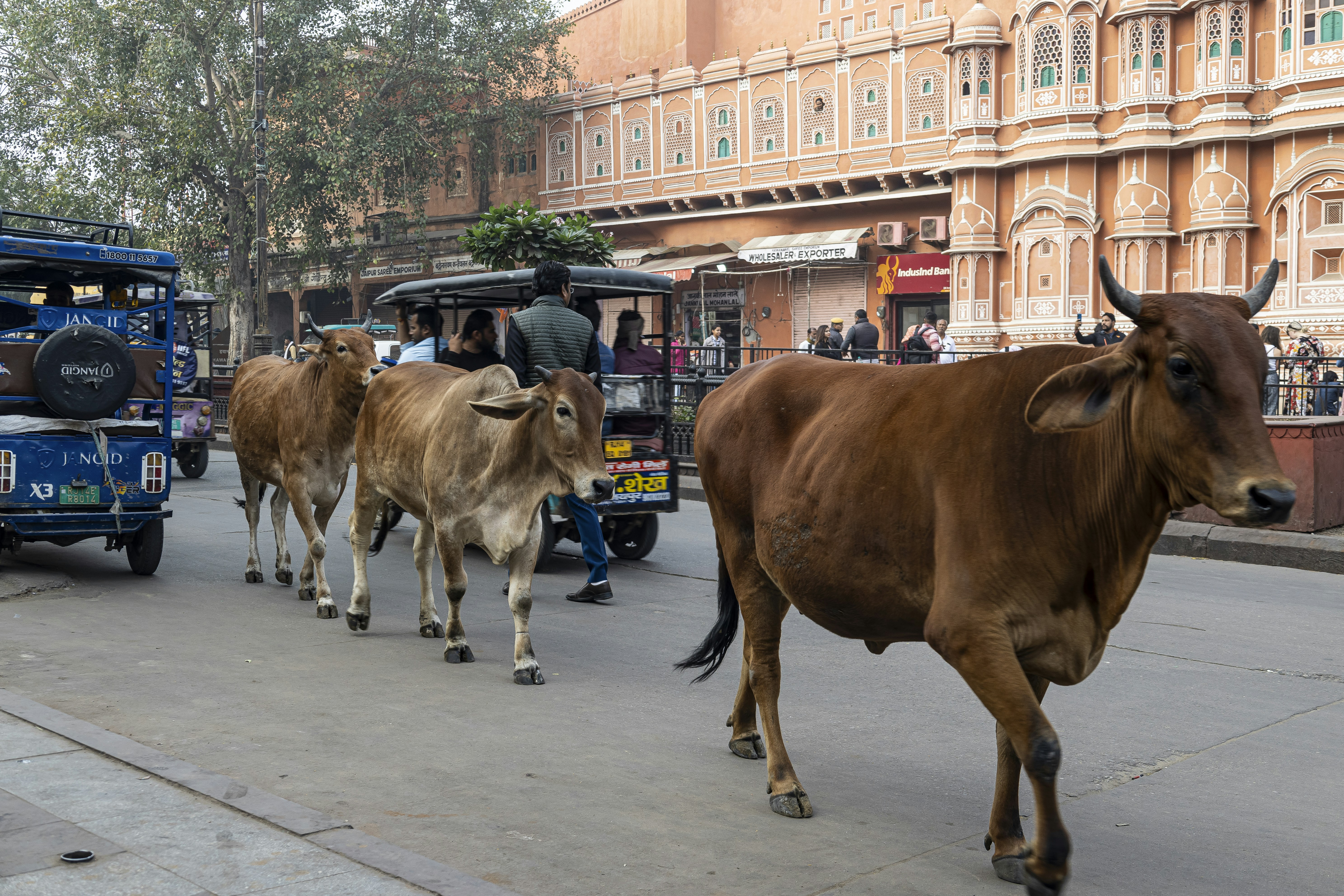 a herd of cattle walking down a street, 