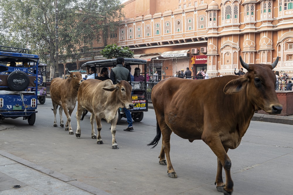 um rebanho de gado caminhando por uma rua