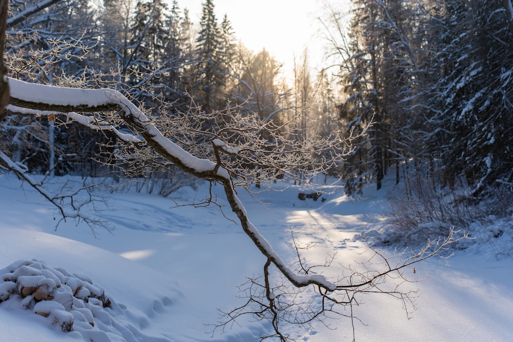 a snow covered path in a wooded area