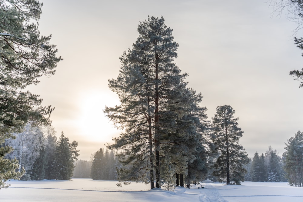 the sun is shining through the trees in the snow