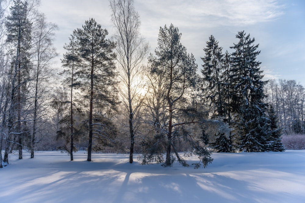 the sun is shining through the trees in the snow