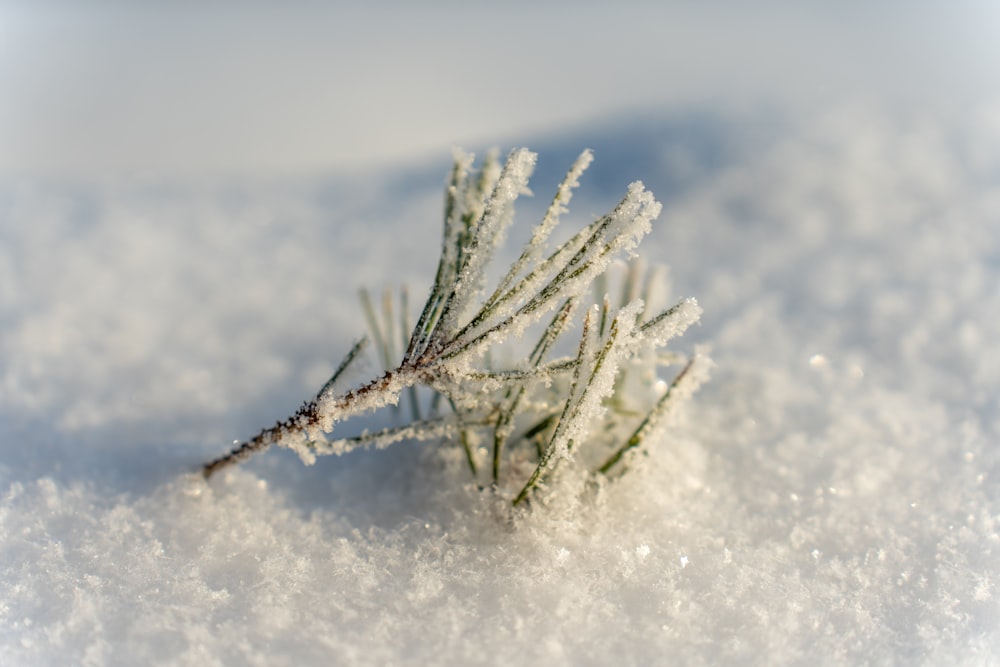 a close up of a small plant in the snow
