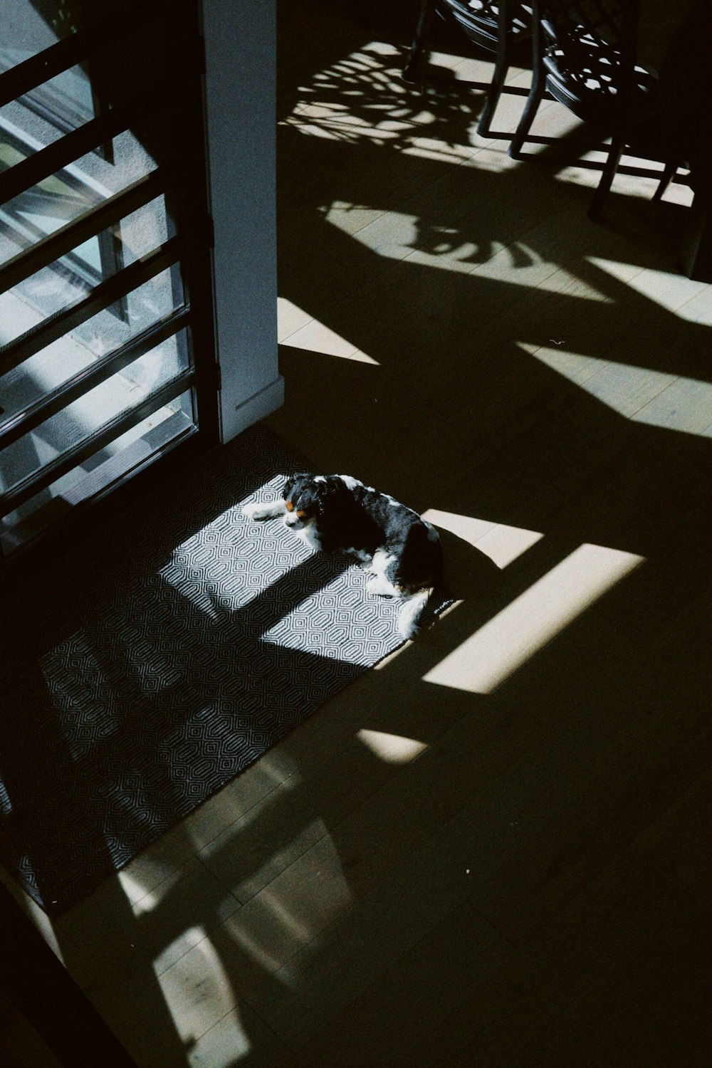 a dog laying on a rug in a room