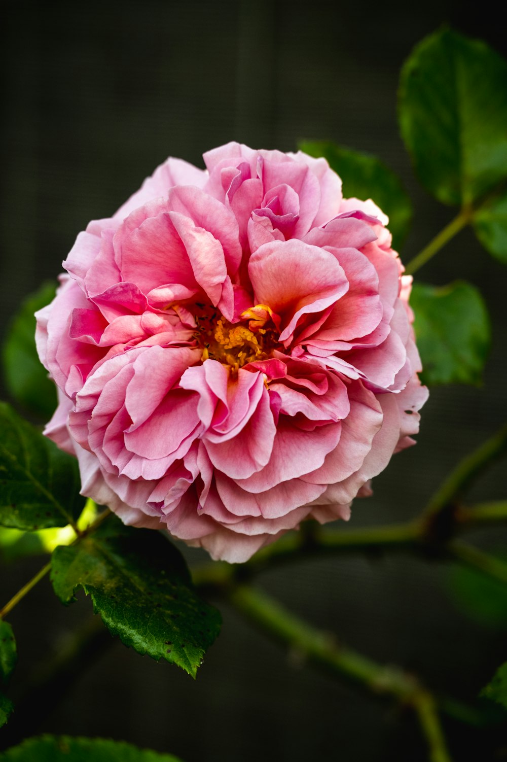 a pink flower with green leaves on a dark background