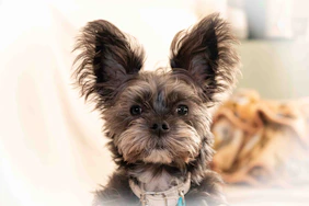 a small dog sitting on top of a bed
