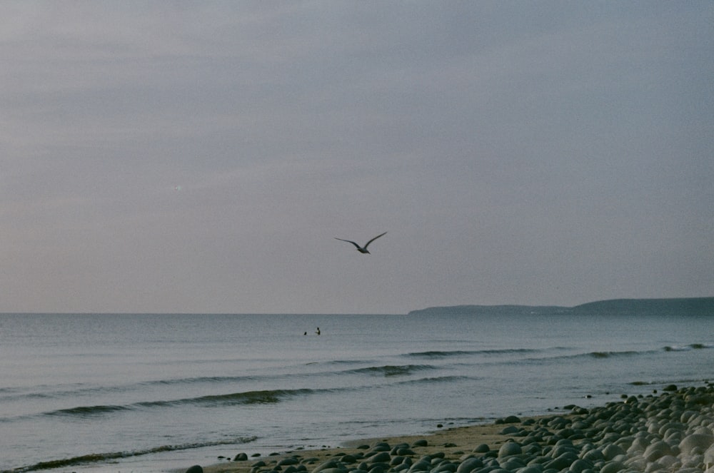 a bird flying over a rocky beach next to the ocean