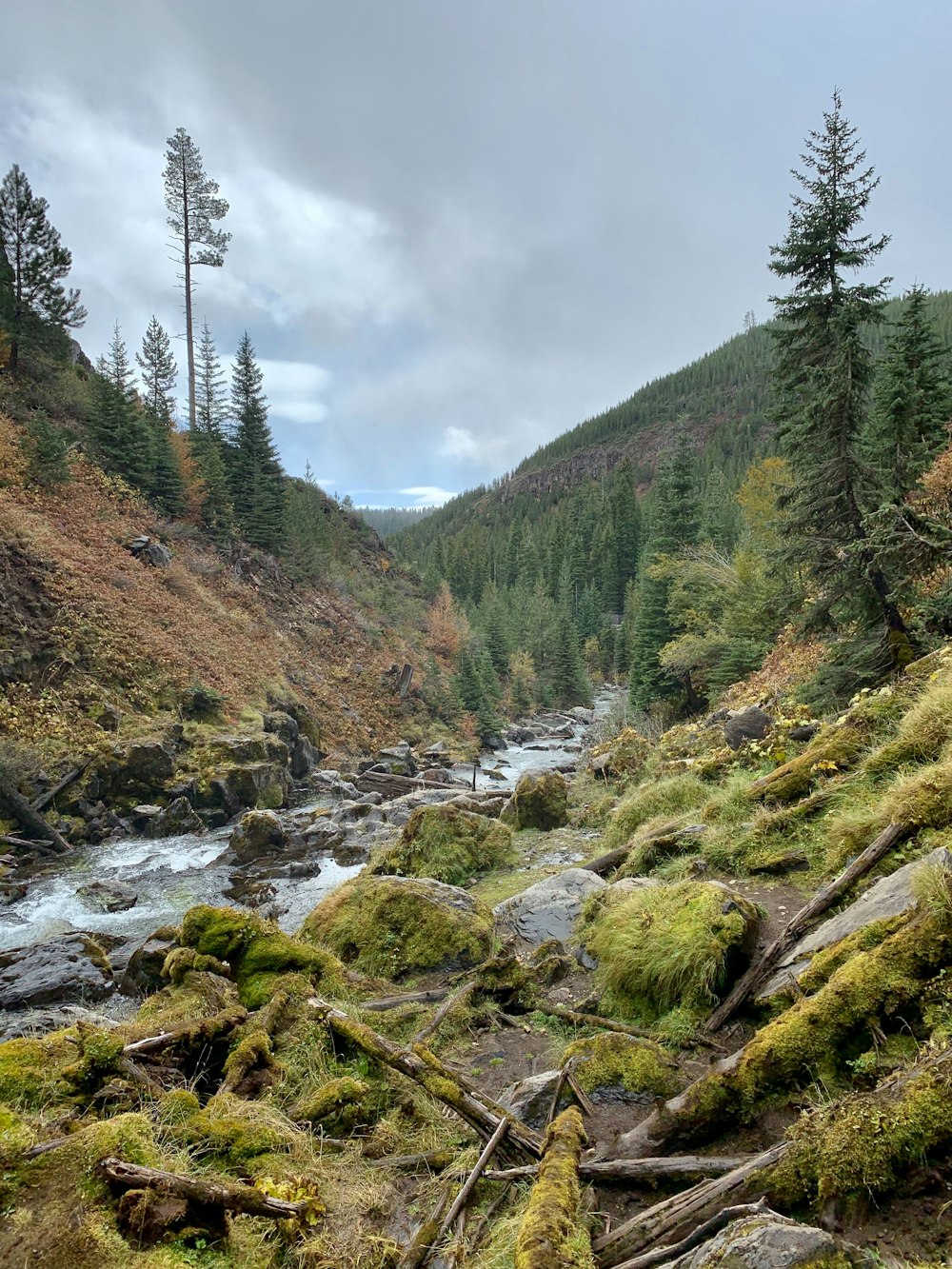 a river running through a lush green forest