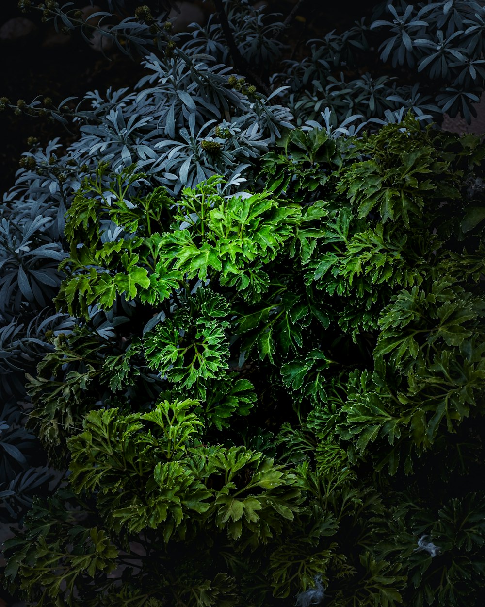 un montón de plantas verdes que están en la oscuridad