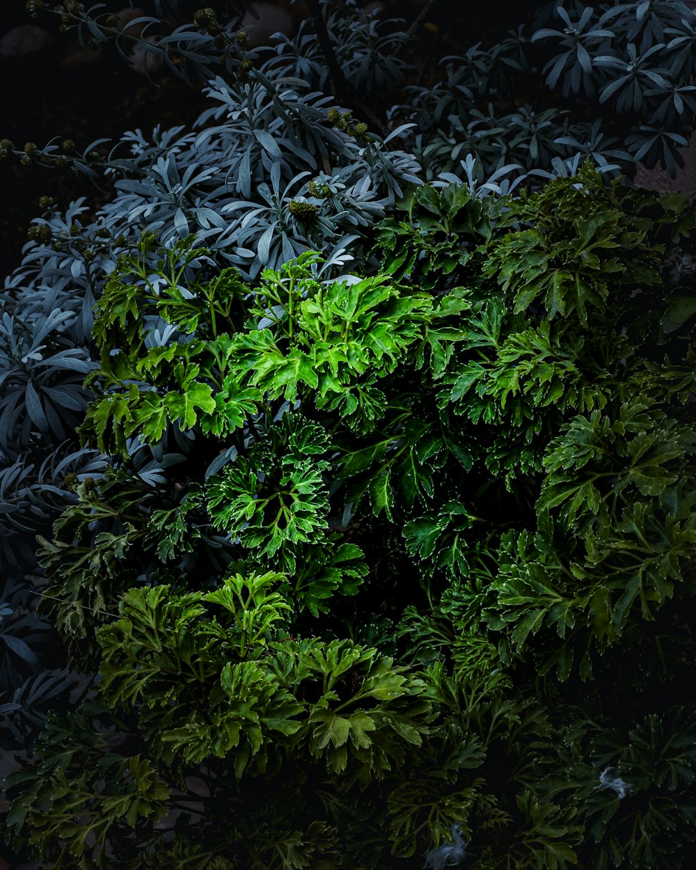 a bunch of green plants that are in the dark