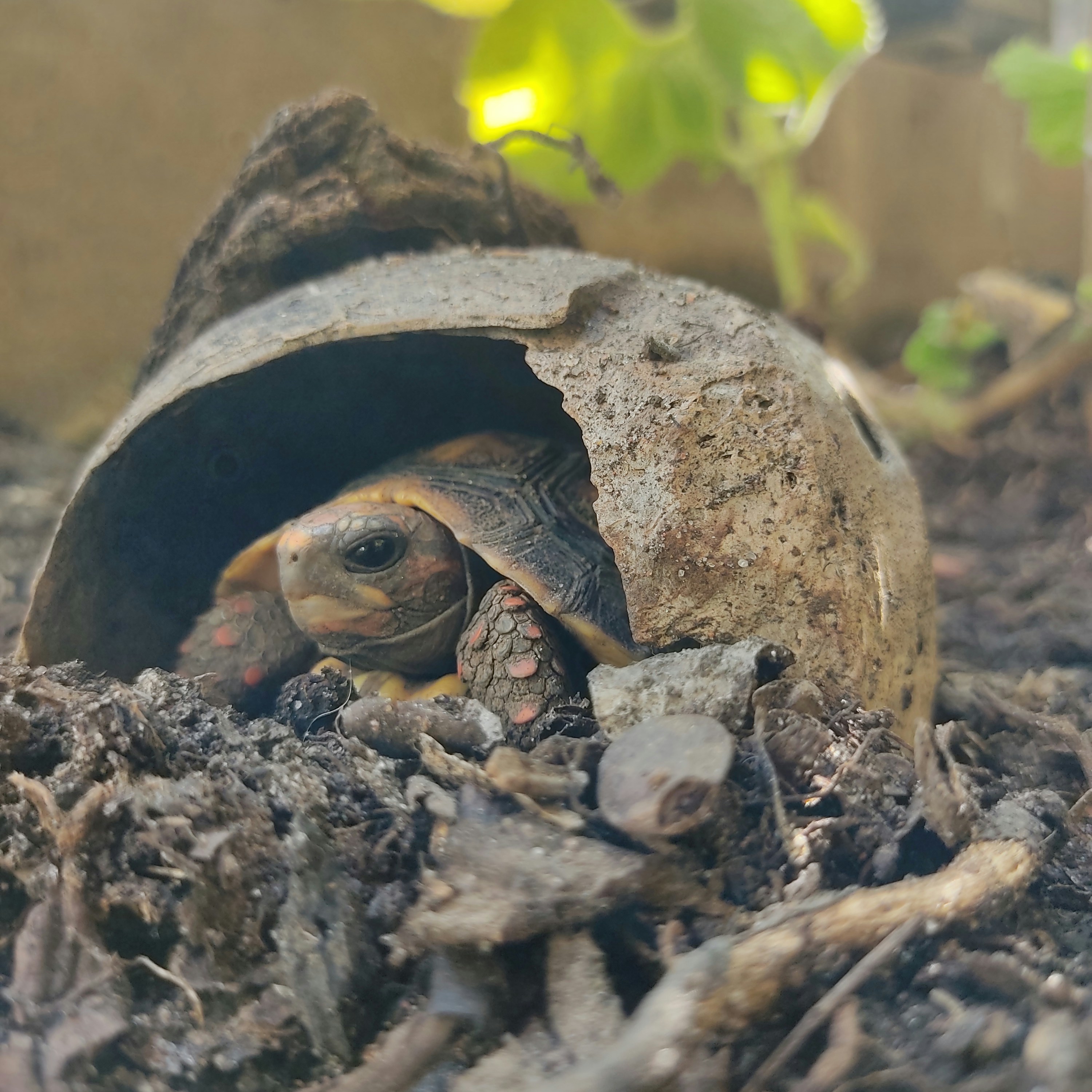Sulcata Tortoise: The Burrowing Behemoth (image credits: unsplash)