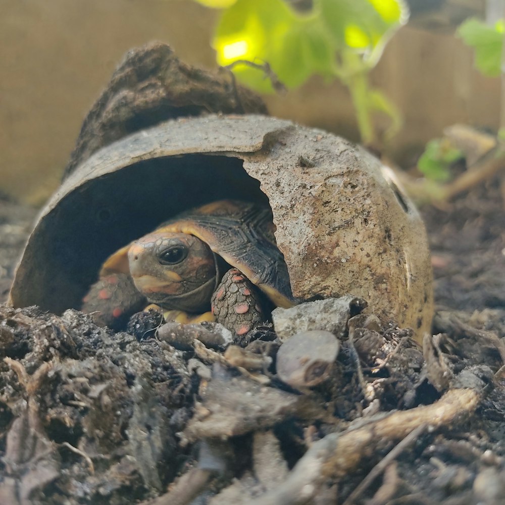 a tortoise crawling out of a hole in the ground