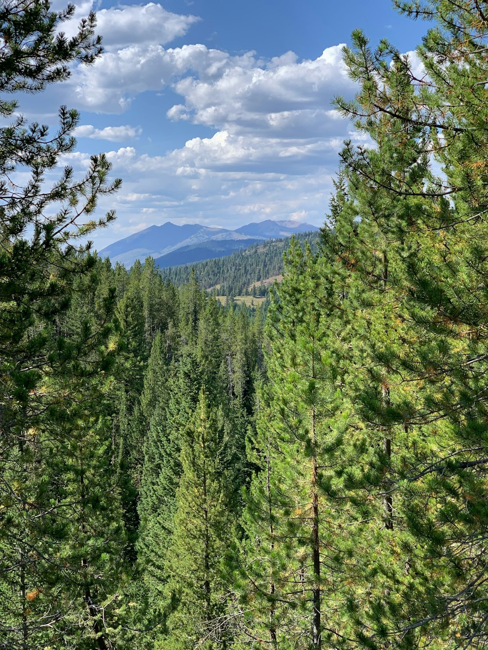 una foresta piena di alti alberi verdi