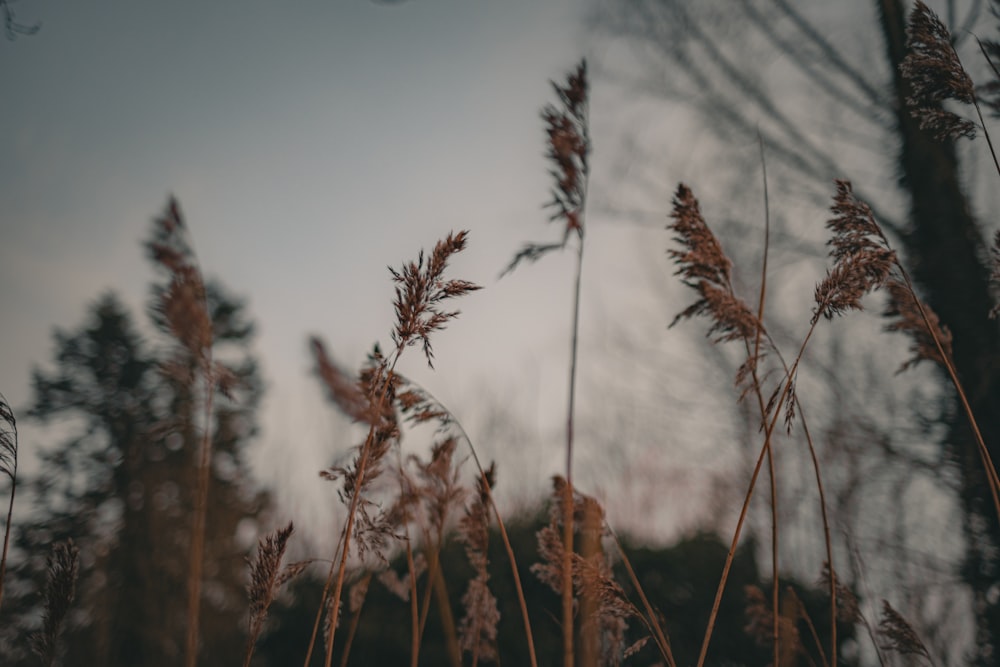 a field of tall grass with trees in the background