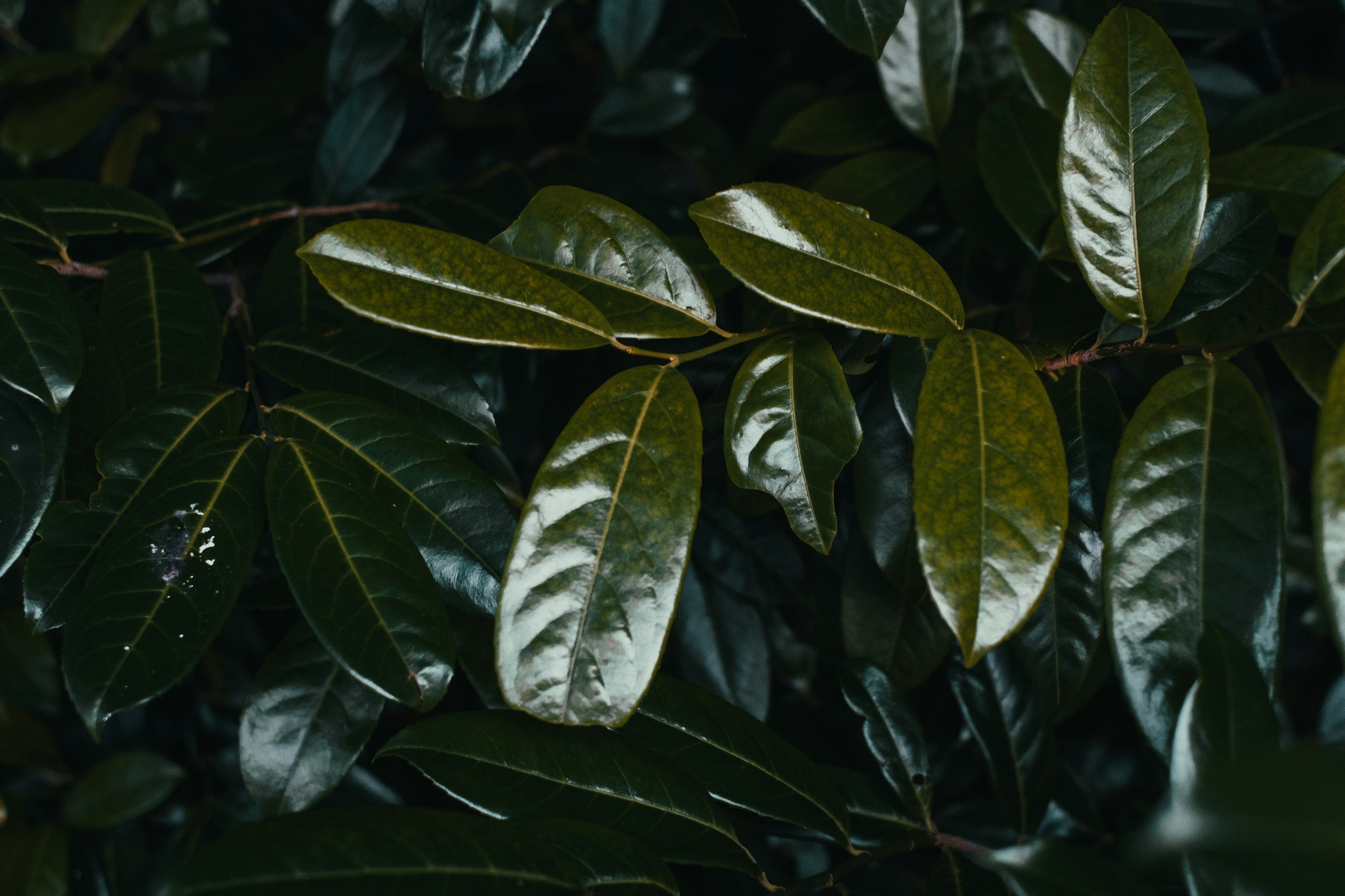 Photo by tamarabadran