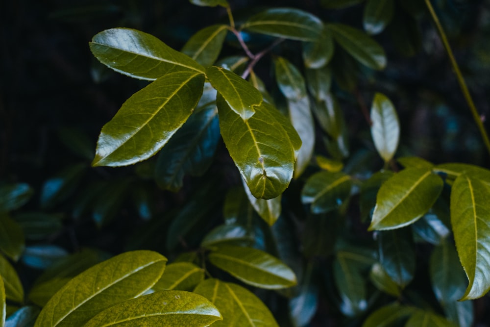 a close up of a green leafy plant