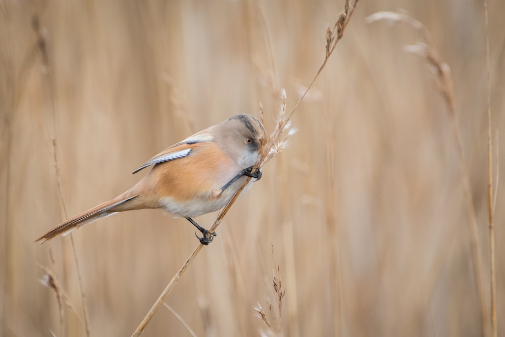 a small bird perched on top of a dry grass field