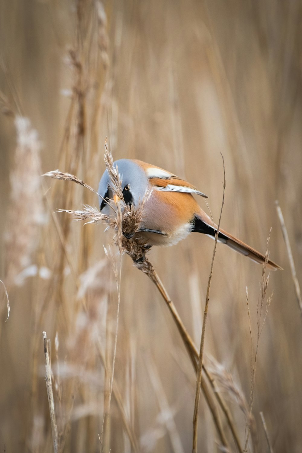 un pequeño pájaro sentado en la parte superior de un campo de hierba seca