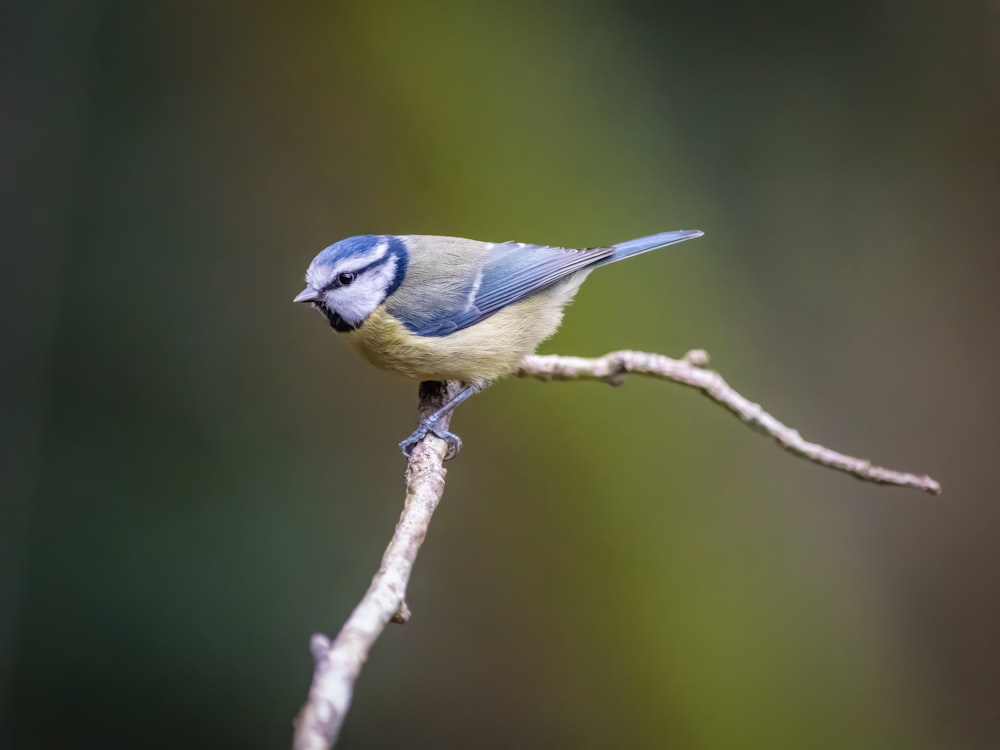 a small blue and white bird perched on a branch