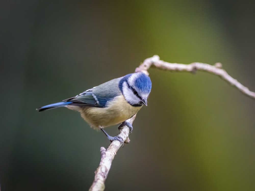 a blue and white bird perched on a branch