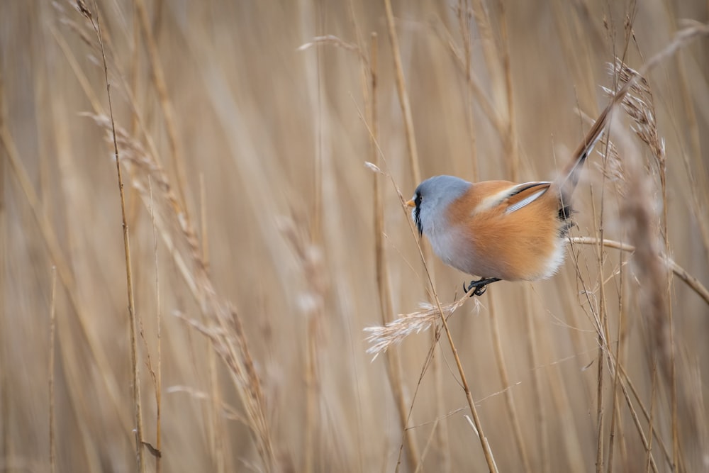 a small bird sitting on top of a dry grass field