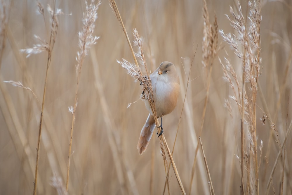 a small bird sitting on top of a dry grass field