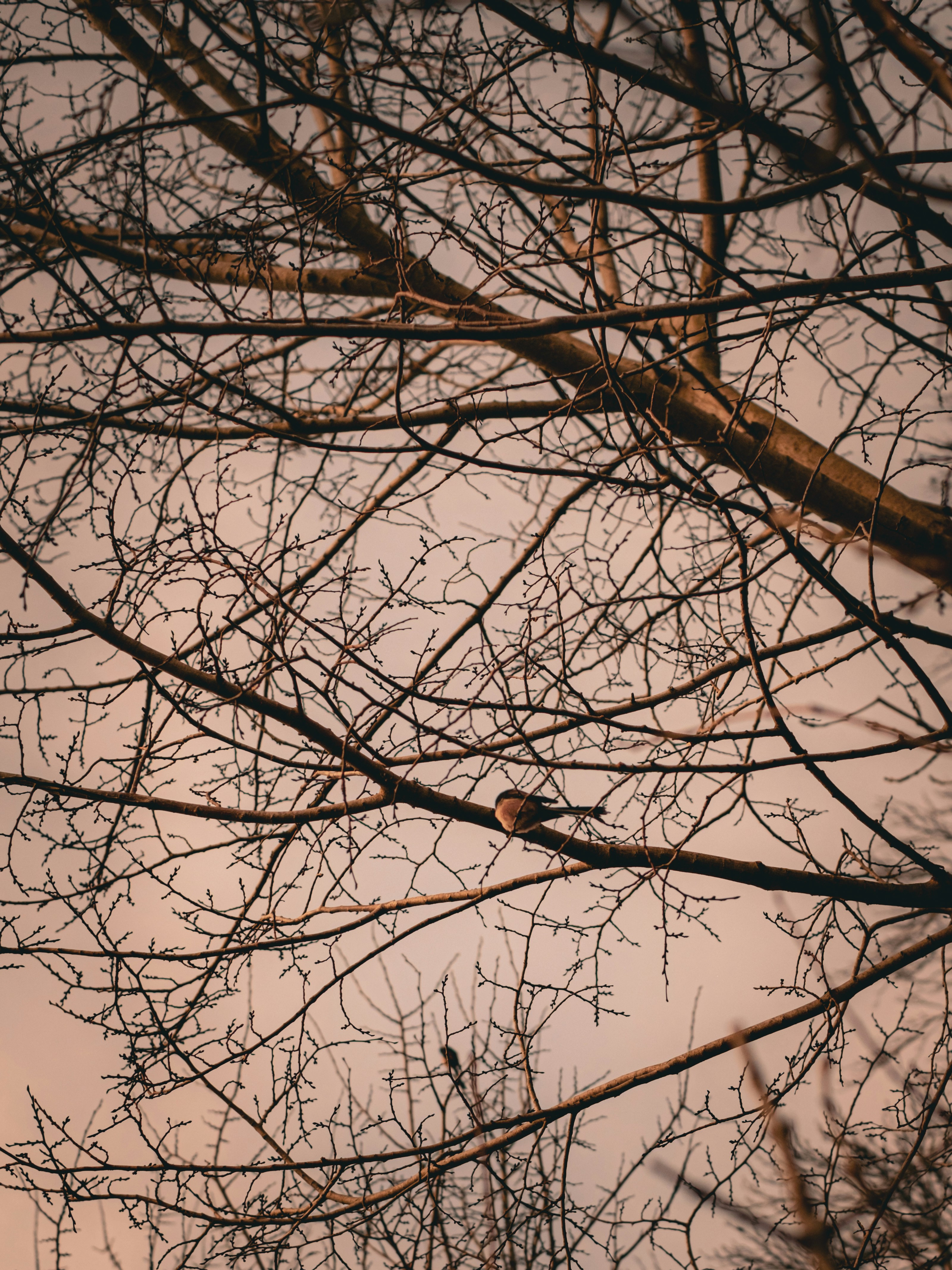 Photo by tamarabadran