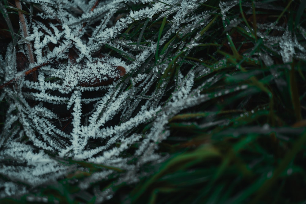 a close up of some grass with snow on it