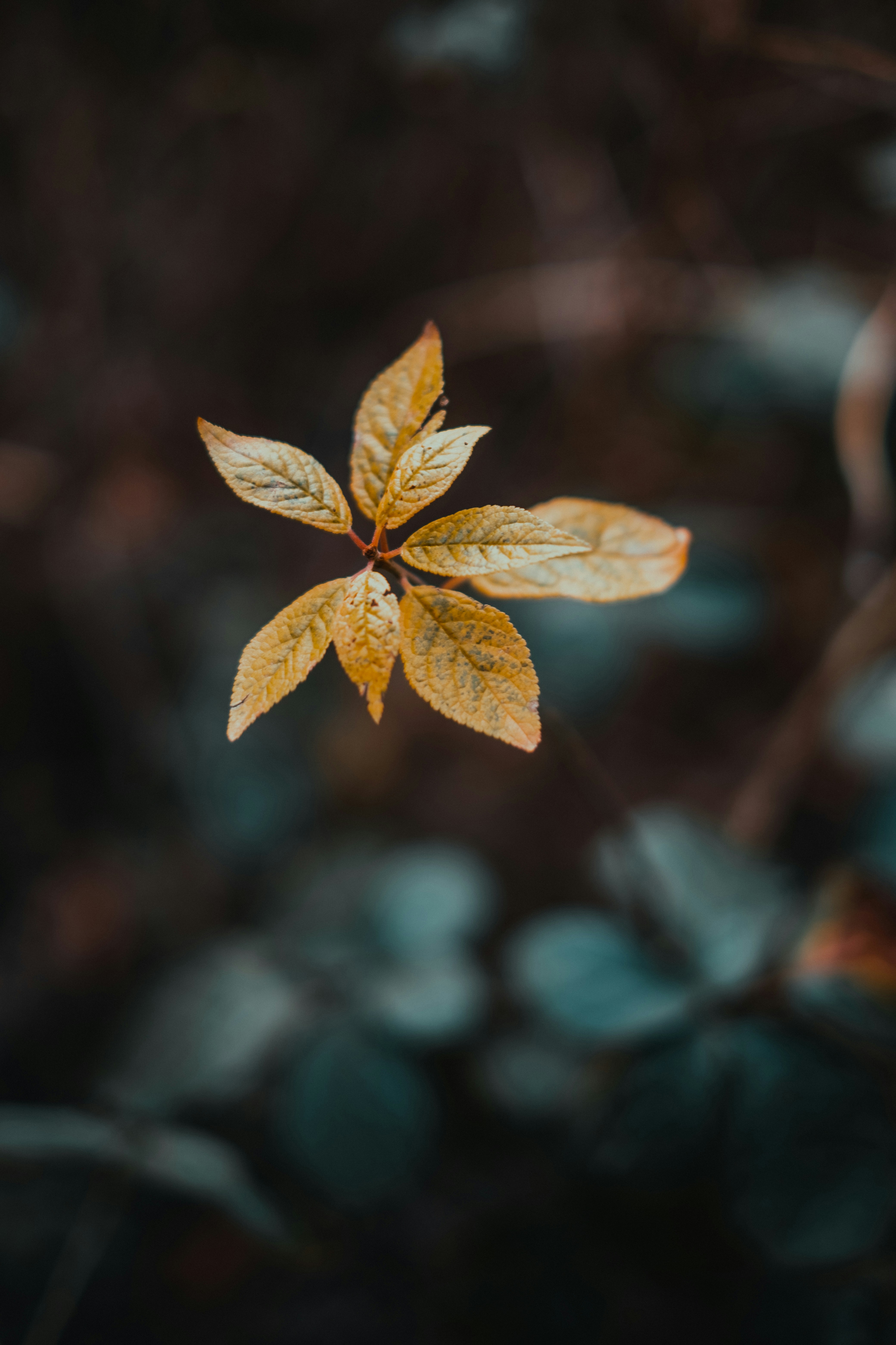 Photo by tamarabadran